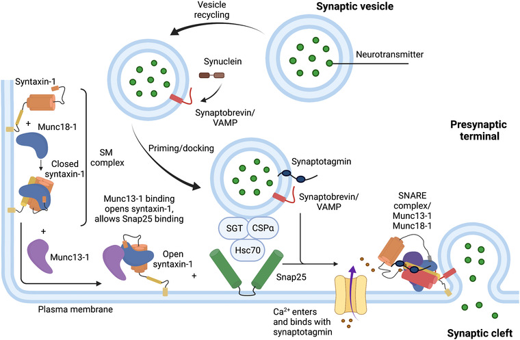 The role of snare proteins in cortical development