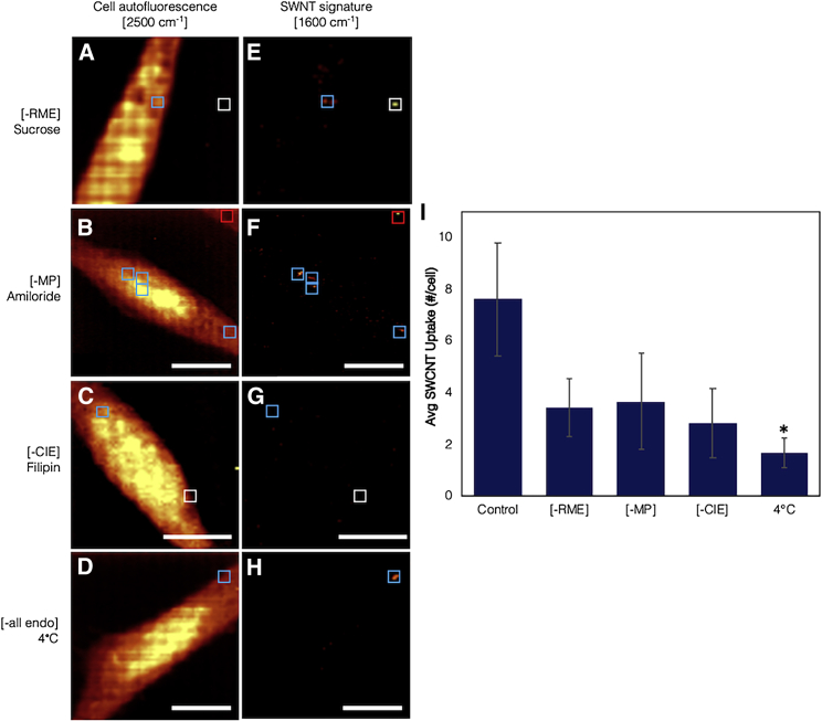 Cell cycle-dependent endocytosis of DNA-wrapped single-walled carbon nanotubes by neural progenitor cells.