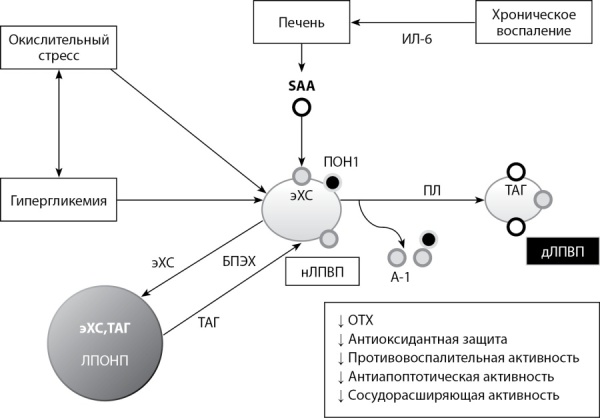 [Dysfunctional high-density lipoproteins in diabetes mellitus].