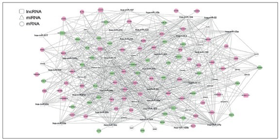 Identification of Key Target Genes and Pathway Analysis in Nonalcoholic Fatty Liver Disease Via Integrated Bioinformatics Analysis.