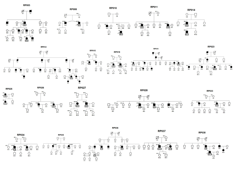 Whole-exome sequencing identified genes known to be responsible for retinitis pigmentosa in 28 Chinese families.