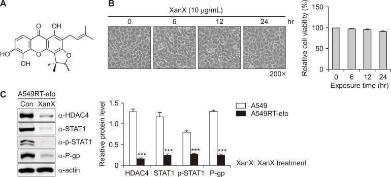 Formoxanthone C Inhibits Malignant Tumor Phenotypes of Human A549 Multidrug Resistant-cancer Cells through Signal Transducer and Activator of Transcription 1-Histone Deacetylase 4 Signaling.