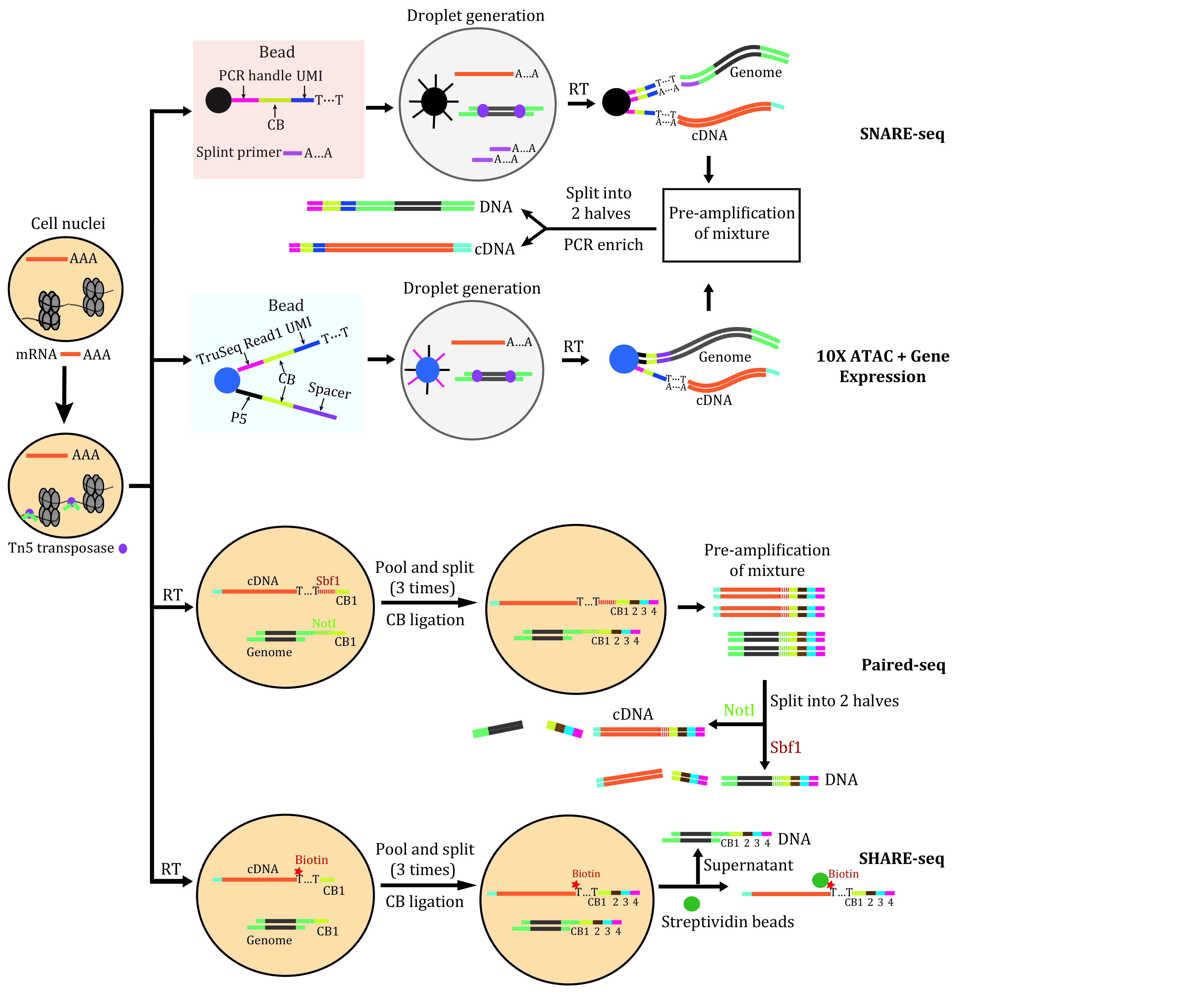 Single-cell multi-omics sequencing and its applications in studying the nervous system.