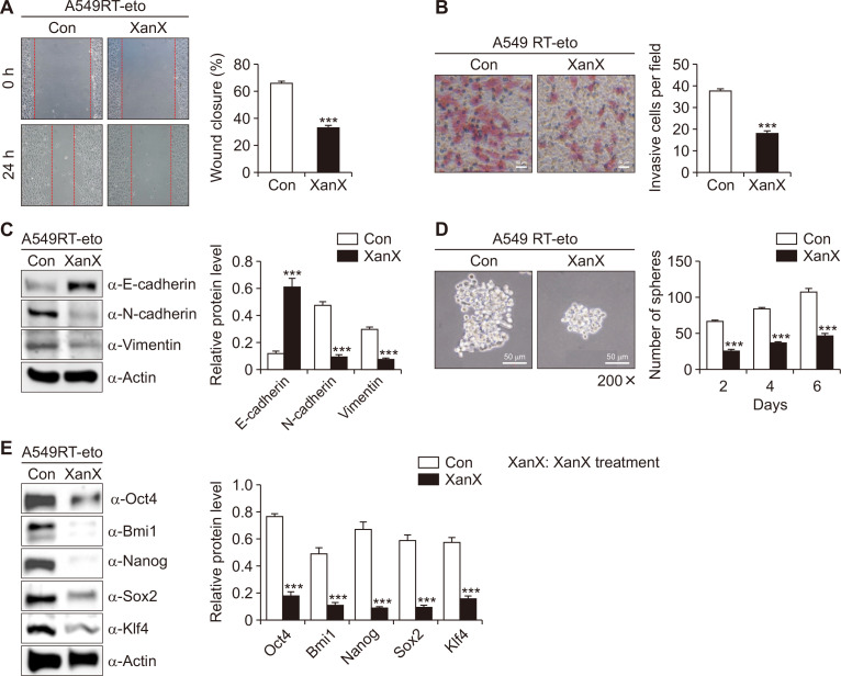 Formoxanthone C Inhibits Malignant Tumor Phenotypes of Human A549 Multidrug Resistant-cancer Cells through Signal Transducer and Activator of Transcription 1-Histone Deacetylase 4 Signaling.