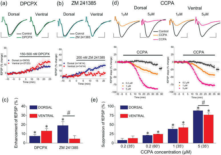 Septotemporal variation in modulation of synaptic transmission, paired-pulse ratio and frequency facilitation/depression by adenosine and GABA<sub>B</sub> receptors in the rat hippocampus.