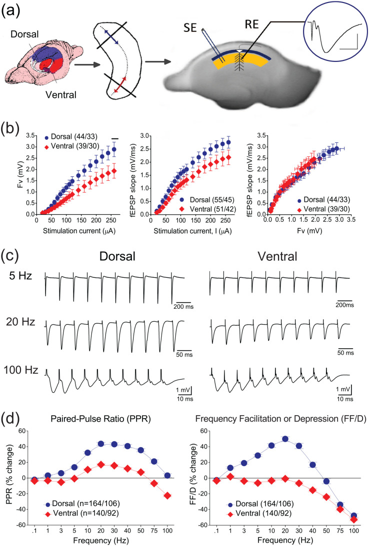 Septotemporal variation in modulation of synaptic transmission, paired-pulse ratio and frequency facilitation/depression by adenosine and GABA<sub>B</sub> receptors in the rat hippocampus.