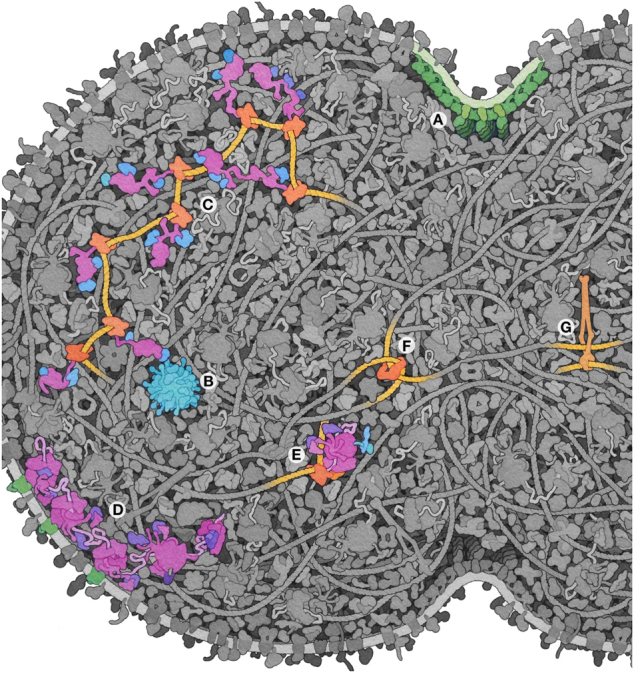 Integrative illustration of a JCVI-syn3A minimal cell.