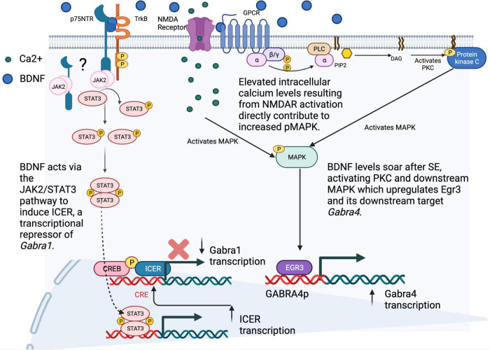 Regulation of Inhibitory Signaling at the Receptor and Cellular Level; Advances in Our Understanding of GABAergic Neurotransmission and the Mechanisms by Which It Is Disrupted in Epilepsy.