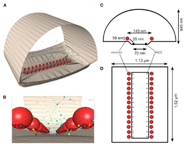 Microphysiological Modeling of the Structure and Function of Neuromuscular Transmitter Release Sites.