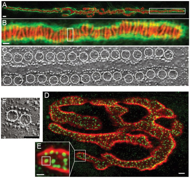 Microphysiological Modeling of the Structure and Function of Neuromuscular Transmitter Release Sites.