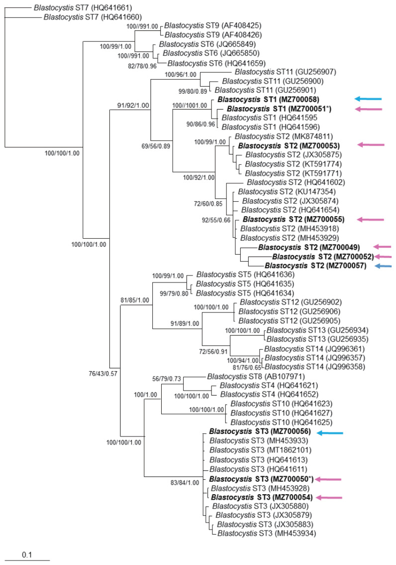 Unexpected Presence of Blastocystis Subtype 1-3 DNA in Human Vaginal and Sperm Samples Coinfected with Trichomonas vaginalis.