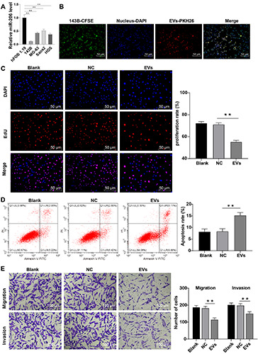 Extracellular vesicles from bone mesenchymal stem cells transport microRNA-206 into osteosarcoma cells and target NRSN2 to block the ERK1/2-Bcl-xL signaling pathway.