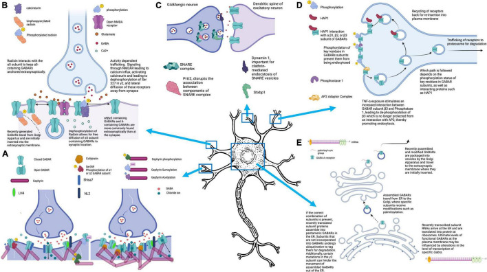 Regulation of Inhibitory Signaling at the Receptor and Cellular Level; Advances in Our Understanding of GABAergic Neurotransmission and the Mechanisms by Which It Is Disrupted in Epilepsy.