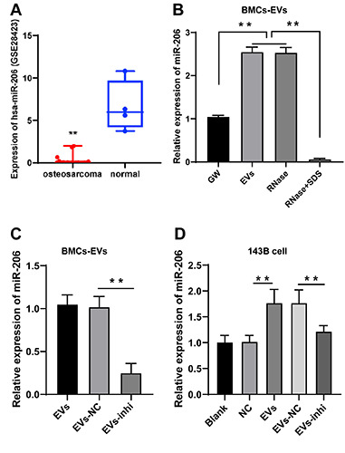 Extracellular vesicles from bone mesenchymal stem cells transport microRNA-206 into osteosarcoma cells and target NRSN2 to block the ERK1/2-Bcl-xL signaling pathway.