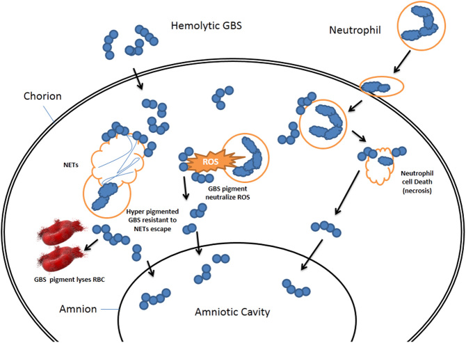 Mechanisms of group B <i>Streptococcus</i>-mediated preterm birth: lessons learnt from animal models.