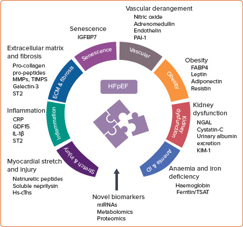 Biomarkers in Heart Failure with Preserved Ejection Fraction.