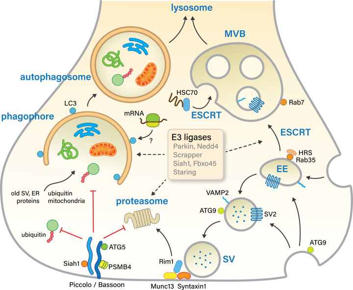 Keeping synapses in shape: degradation pathways in the healthy and aging brain.