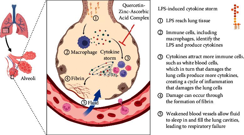 The Anti-Cytokine Storm Activity of Quercetin Zinc and Vitamin C Complex.