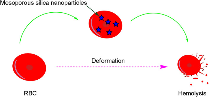 Application of non-metal nanoparticles, as a novel approach, for improving the stability of blood products: 2011-2021.