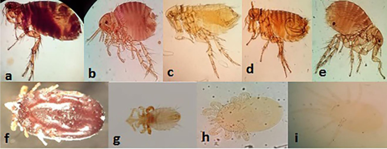 PCR Positivity of Gerbils and Their Ectoparasites for <i>Leishmania</i> Spp. in a Hyperendemic Focus of Zoonotic Cutaneous Leishmaniasis in Central Iran.