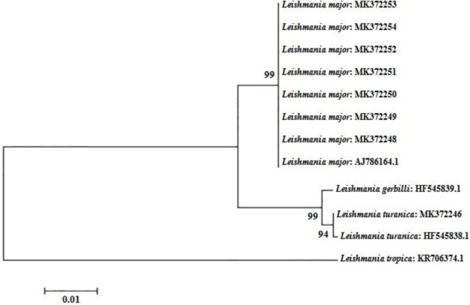 PCR Positivity of Gerbils and Their Ectoparasites for <i>Leishmania</i> Spp. in a Hyperendemic Focus of Zoonotic Cutaneous Leishmaniasis in Central Iran.