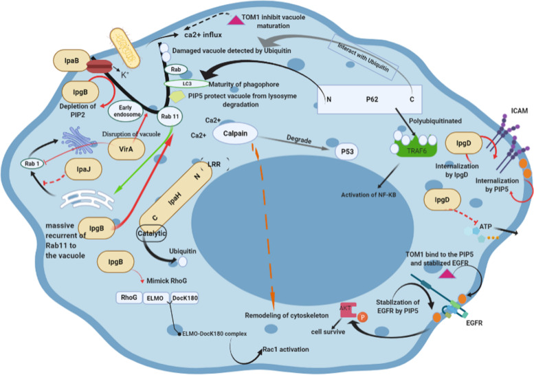 Molecular mechanisms of Shigella effector proteins: a common pathogen among diarrheic pediatric population.