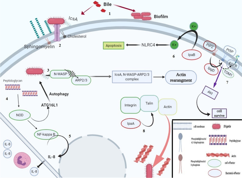 Molecular mechanisms of Shigella effector proteins: a common pathogen among diarrheic pediatric population.