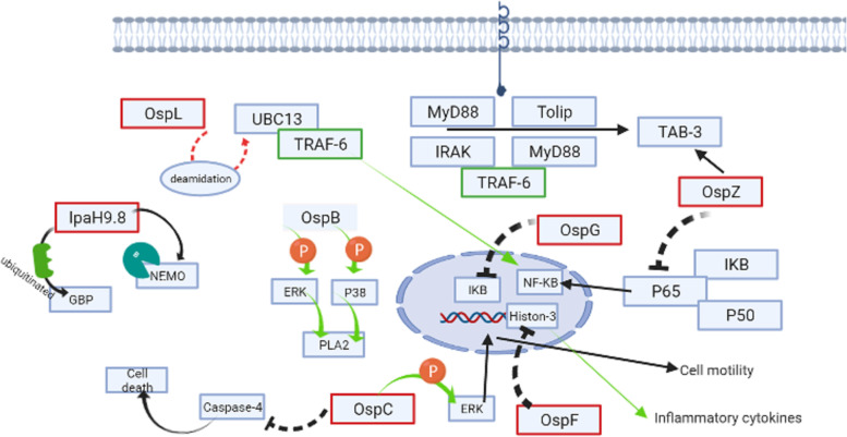 Molecular mechanisms of Shigella effector proteins: a common pathogen among diarrheic pediatric population.