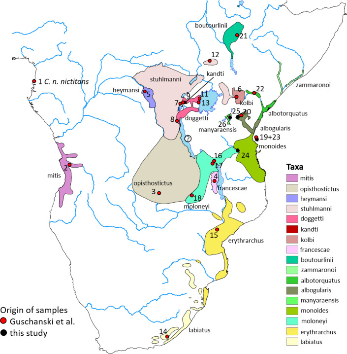 Mito-phylogenetic relationship of the new subspecies of gentle monkey <i>Cercopithecus mitis manyaraensis</i>, Butynski & De Jong, 2020.