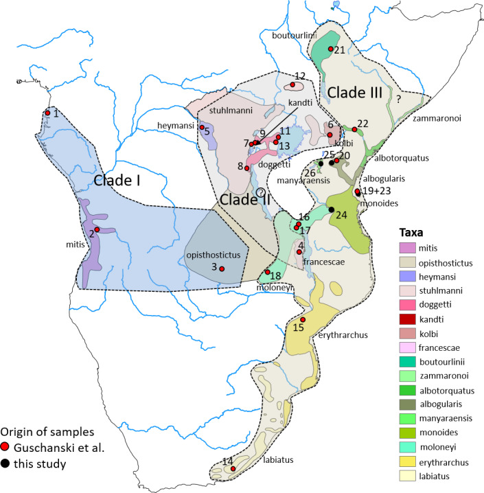 Mito-phylogenetic relationship of the new subspecies of gentle monkey <i>Cercopithecus mitis manyaraensis</i>, Butynski & De Jong, 2020.