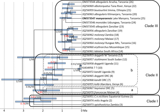 Mito-phylogenetic relationship of the new subspecies of gentle monkey <i>Cercopithecus mitis manyaraensis</i>, Butynski & De Jong, 2020.