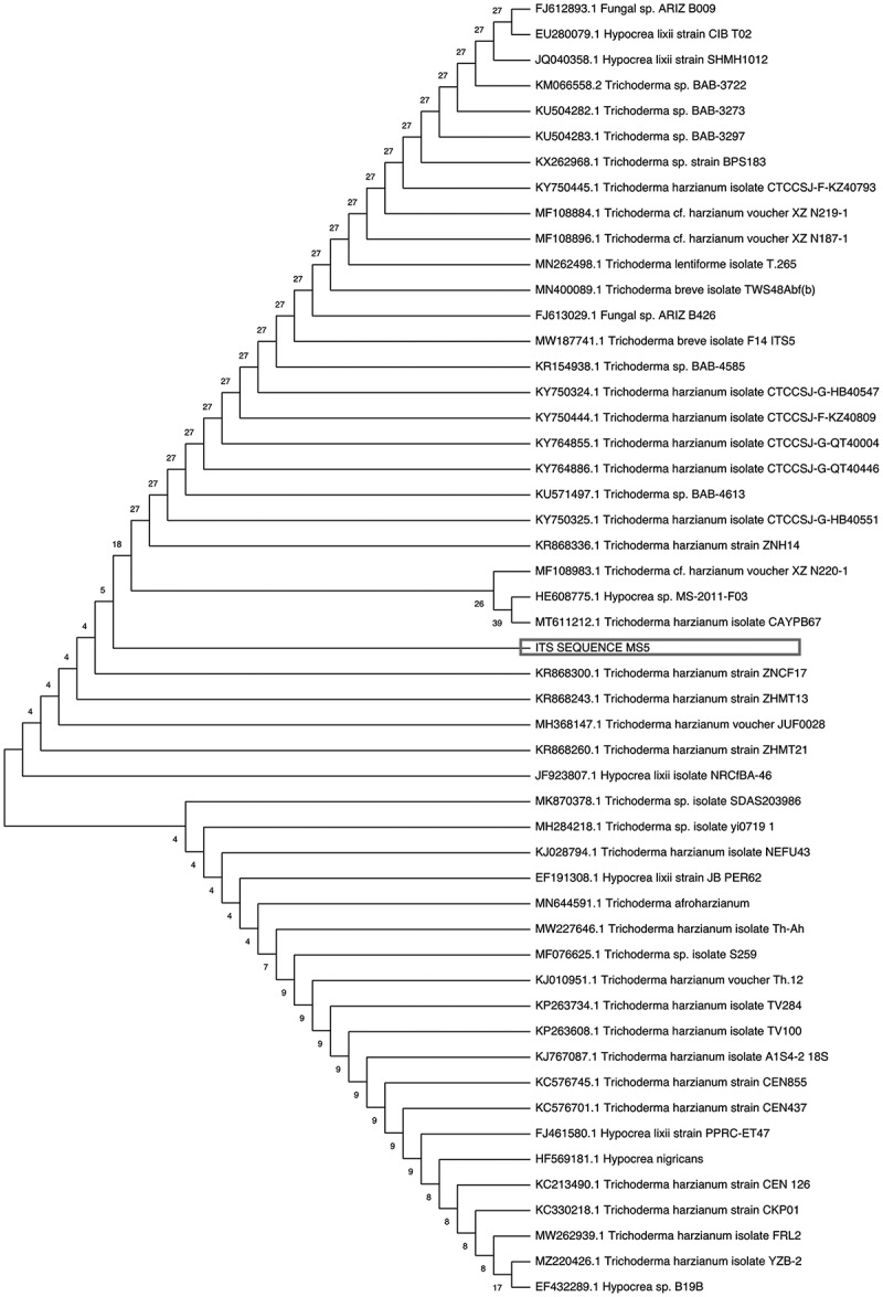 Isolation, screening, preliminary optimisation and characterisation of thermostable xylanase production under submerged fermentation by fungi in Durban, South Africa.