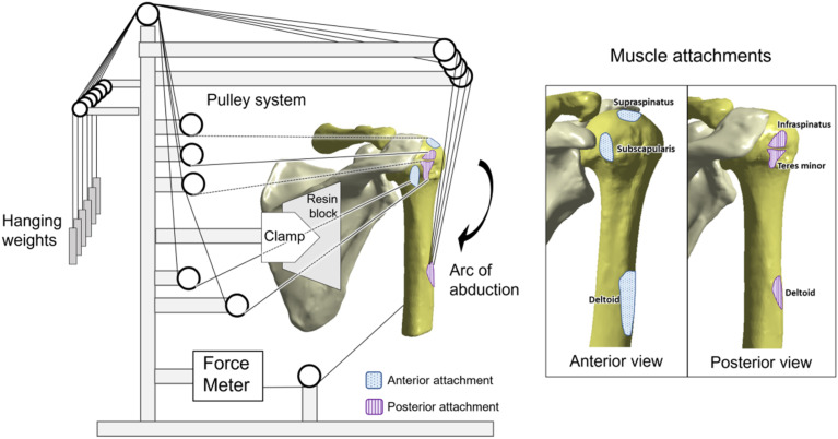 A Biomechanical Analysis of Shoulder Muscle Excursions During Abduction, After the Treatment of Massive Irreparable Rotator Cuff Tears Using Superior Capsular Reconstruction (SCR), Bursal Acromial Reconstruction (BAR), and SCR with BAR.