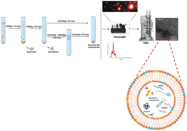 Emerging Role of Edible Exosomes-Like Nanoparticles (ELNs) as Hepatoprotective Agents.