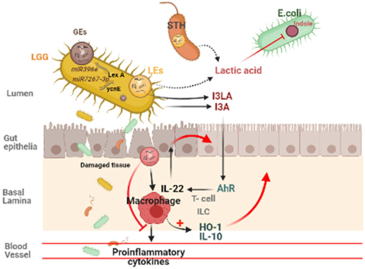Emerging Role of Edible Exosomes-Like Nanoparticles (ELNs) as Hepatoprotective Agents.