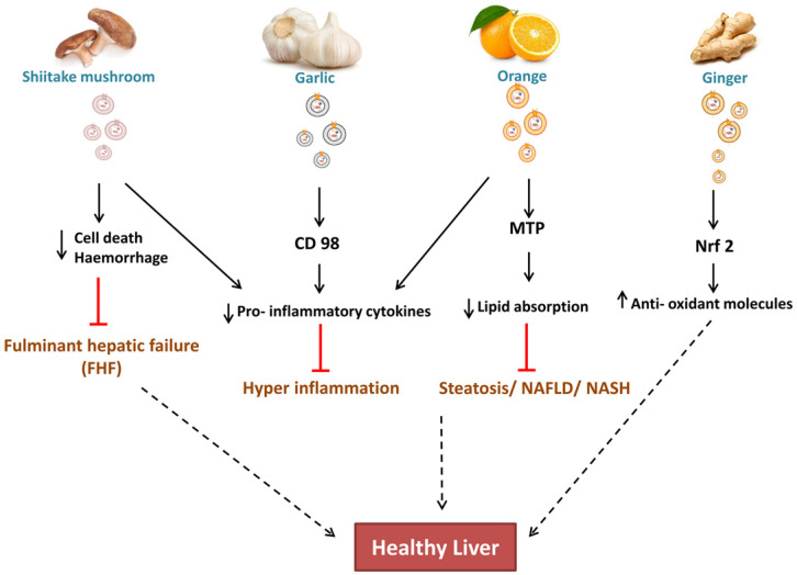 Emerging Role of Edible Exosomes-Like Nanoparticles (ELNs) as Hepatoprotective Agents.