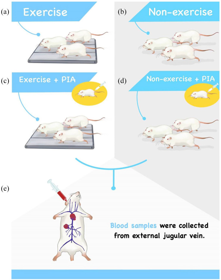 Regulation of mi-RNAs Target Cancer Genes Between Exercise and Non-exercise in Rat Rheumatoid Arthritis Induction: Pilot Study.