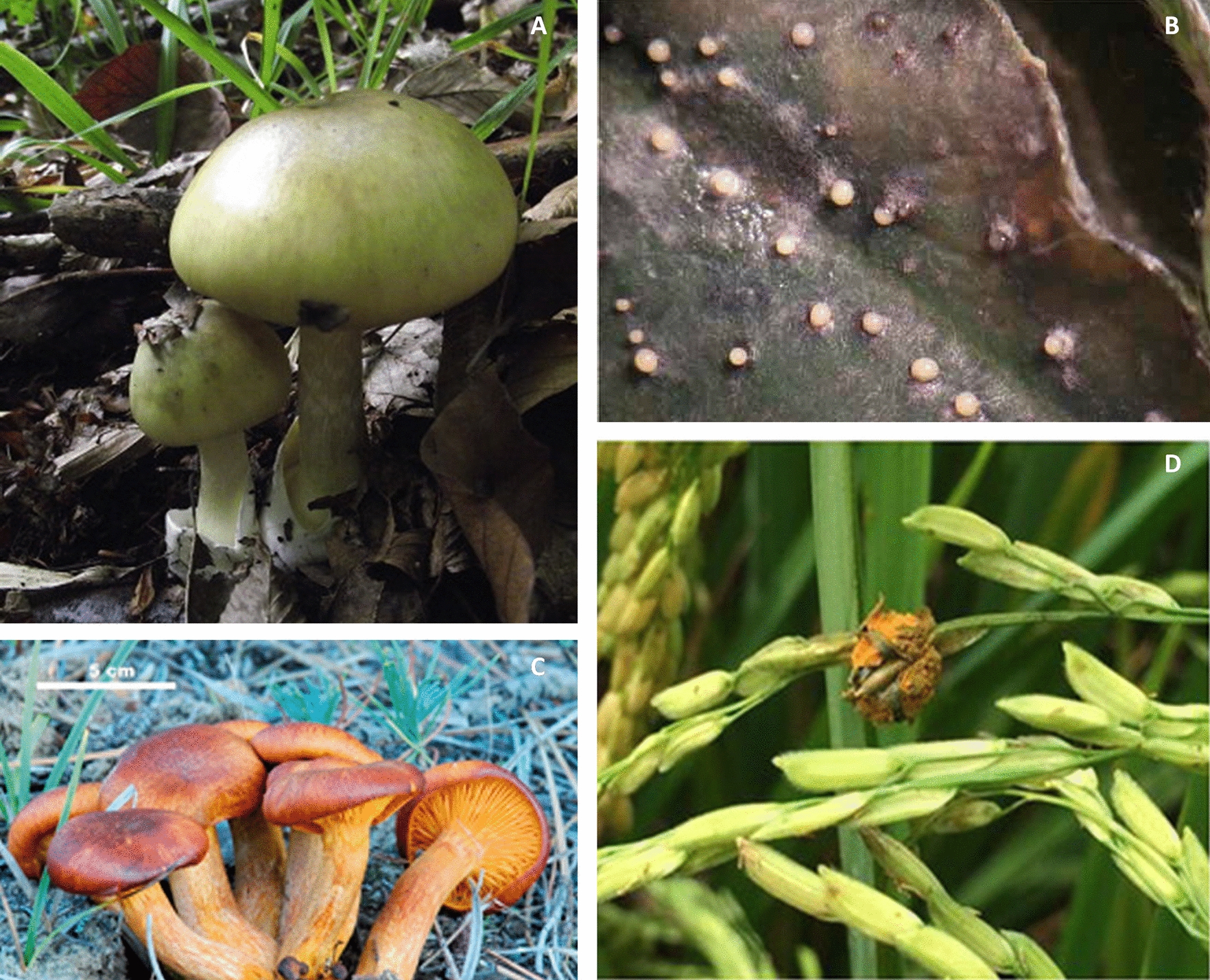 Exploring fungal RiPPs from the perspective of chemical ecology.