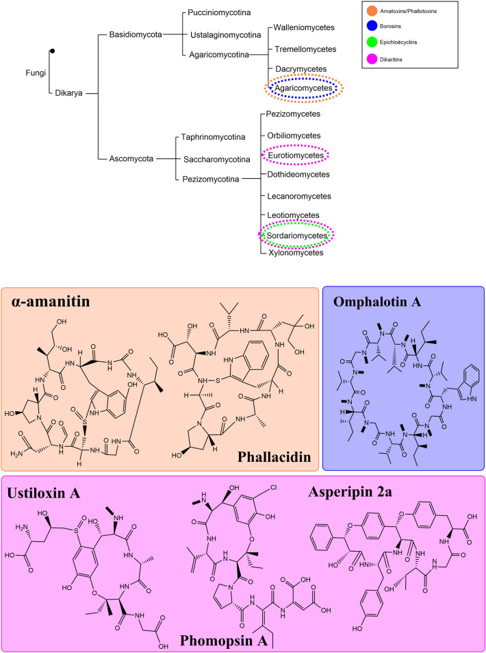 Exploring fungal RiPPs from the perspective of chemical ecology.