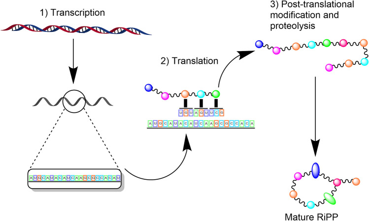 Exploring fungal RiPPs from the perspective of chemical ecology.