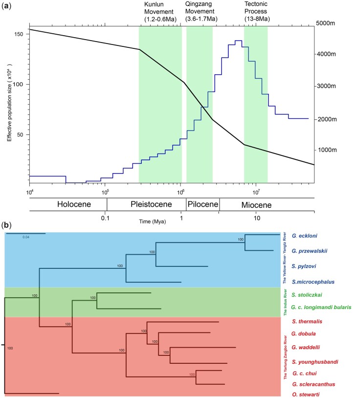 Chromosome-level genome of Tibetan naked carp (Gymnocypris przewalskii) provides insights into Tibetan highland adaptation.