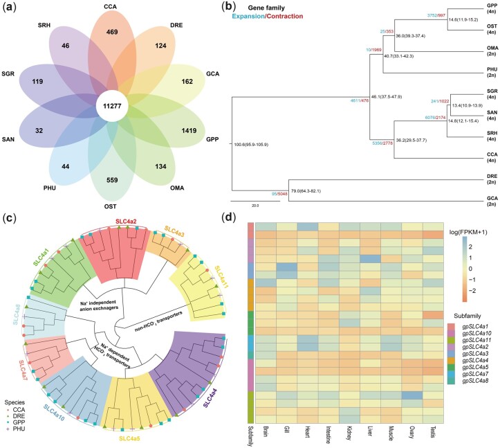 Chromosome-level genome of Tibetan naked carp (Gymnocypris przewalskii) provides insights into Tibetan highland adaptation.