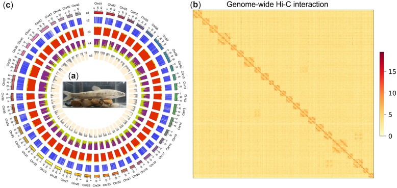 Chromosome-level genome of Tibetan naked carp (Gymnocypris przewalskii) provides insights into Tibetan highland adaptation.