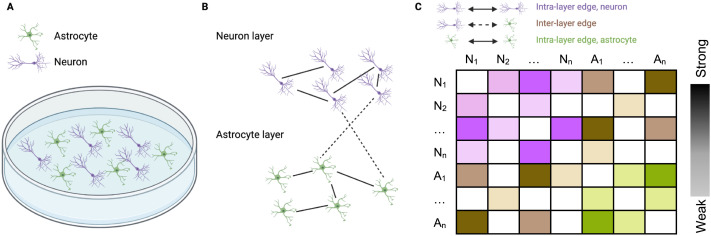 A multilayer network model of neuron-astrocyte populations in vitro reveals mGluR<sub>5</sub> inhibition is protective following traumatic injury.