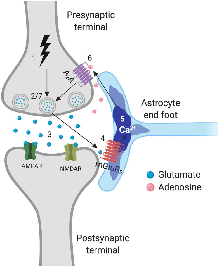A multilayer network model of neuron-astrocyte populations in vitro reveals mGluR<sub>5</sub> inhibition is protective following traumatic injury.