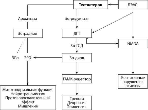 [Testosterone and Alzheimer's disease].