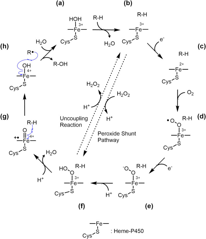 Diverse reactions catalyzed by cytochrome P450 and biosynthesis of steroid hormone.