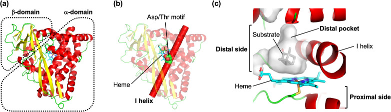 Diverse reactions catalyzed by cytochrome P450 and biosynthesis of steroid hormone.