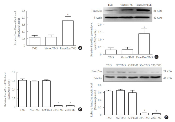 Fancd2os Reduces Testosterone Production by Inhibiting Steroidogenic Enzymes and Promoting Cellular Apoptosis in Murine Testicular Leydig Cells.