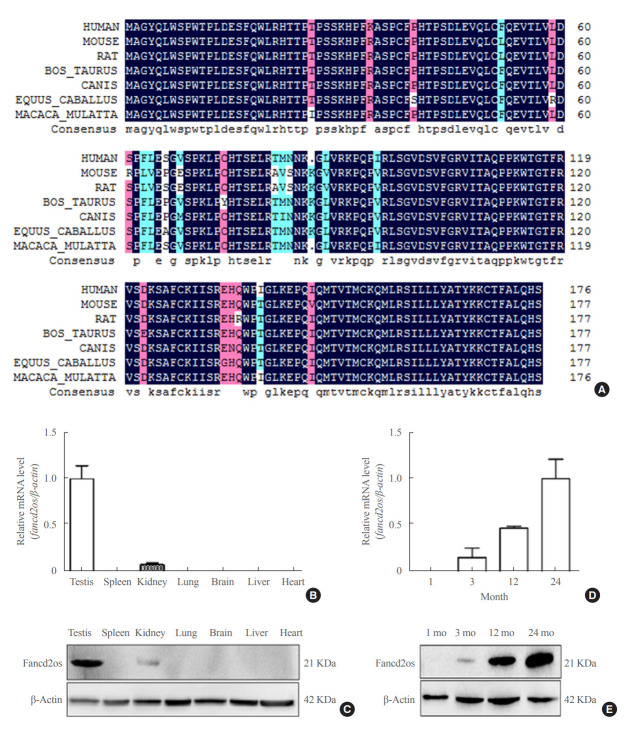 Fancd2os Reduces Testosterone Production by Inhibiting Steroidogenic Enzymes and Promoting Cellular Apoptosis in Murine Testicular Leydig Cells.